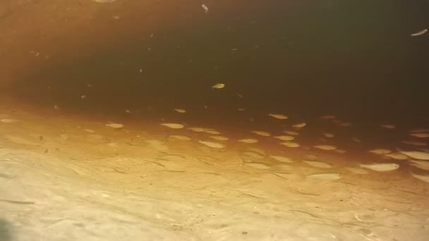 Poissons nageant sous l'eau — Video