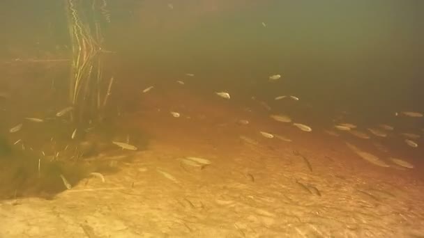 Peces nadando bajo el agua — Vídeo de stock