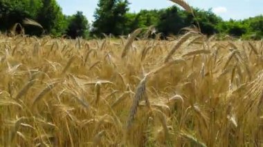 Buğday alan ve Spikelets. Zaman atlamalı