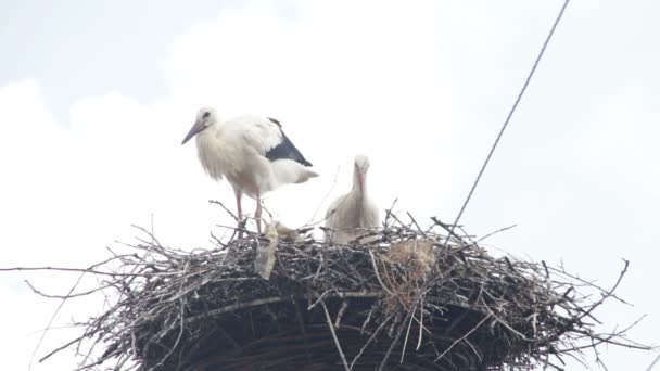 Cigüeñas están sentadas en un nido sobre un pilar — Vídeos de Stock