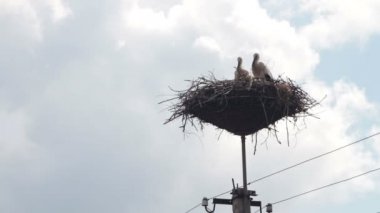 Leylek yuvası bir ayağı üzerinde oturuyor