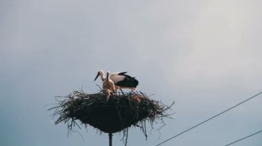Leylek yuvası bir ayağı üzerinde oturuyor