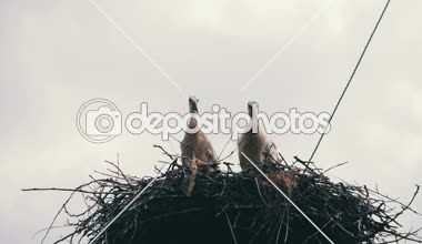 Leylek yuvası bir ayağı üzerinde oturuyor