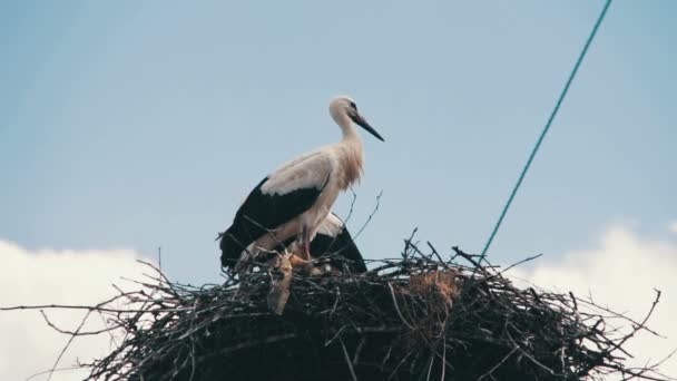 Les cigognes sont assises dans un nid sur un pilier — Video