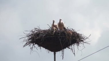 Leylek yuvası bir ayağı üzerinde oturuyor
