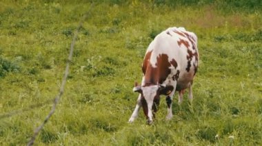 Tarlada otlayan inek.