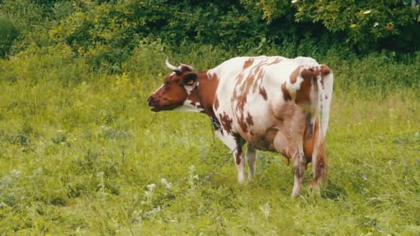 Kuh weidet auf dem Feld — Stockvideo
