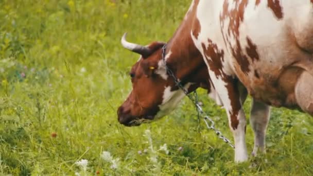 Випасання корови в полі — стокове відео