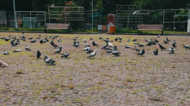 Palomas en el parque — Vídeos de Stock