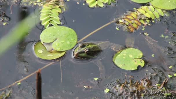 绿青蛙坐在附近的百合花的河 — 图库视频影像