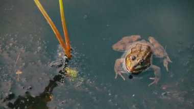 Yeşil kurbağa nehir Zambakları kenarında otururken