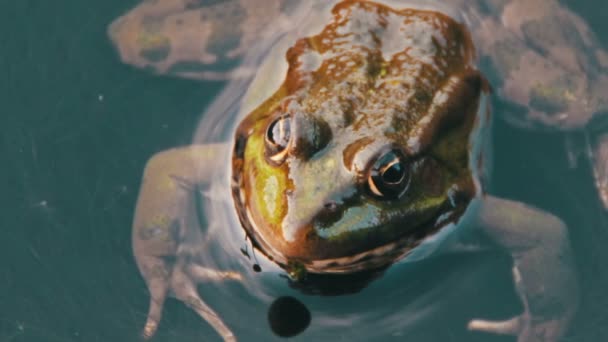 Frog in the River — Stock Video