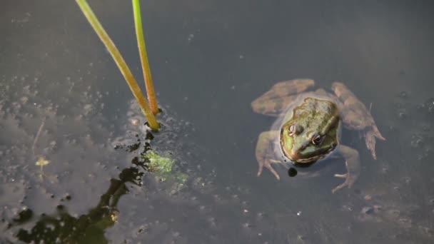 百合花附近的河里的青蛙 — 图库视频影像