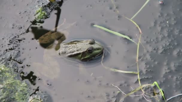 Жаба в річці поблизу ліліями — стокове відео