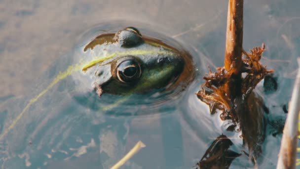 Rana en el río — Vídeos de Stock