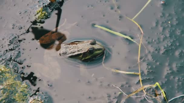 Зелена жаба сидить у річці біля лілій — стокове відео
