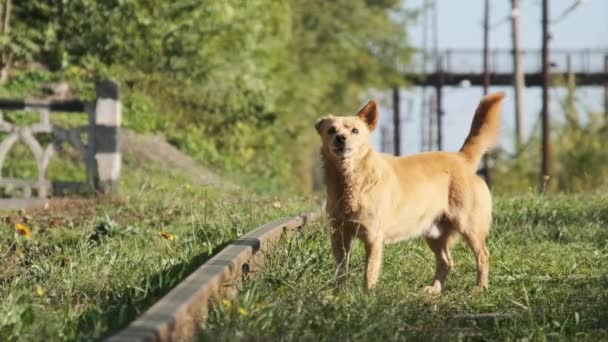 Perro de pelo rojo sin hogar ladra en las vías del tren. Perro maltratado solitario infeliz — Vídeos de Stock