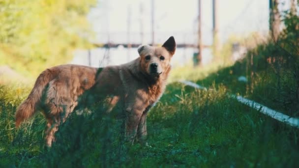 Perro pelirrojo sin hogar en las vías del tren. Perro maltratado solitario infeliz — Vídeos de Stock