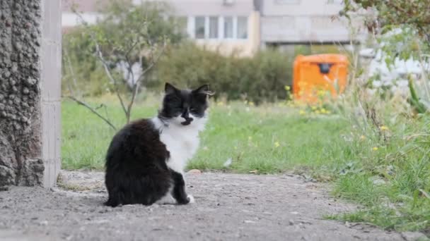 Бездомні білі з чорним котом сидять на вулиці біля старого житлового будинку — стокове відео