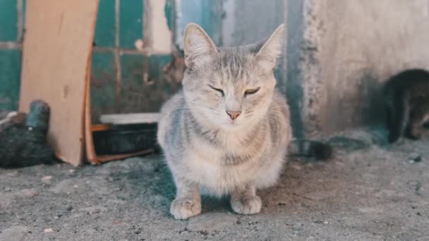 Sokaklarda Yetişkin Kedilerle Evsiz Gri Kedi. Vahşi Hayvanlara Bakım. — Stok video