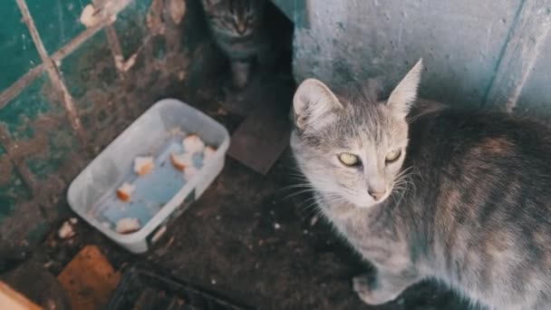 Evsiz Gri Kediler Bir Konut Binasının Döşemeleri Arasında Saklanıyor — Stok video