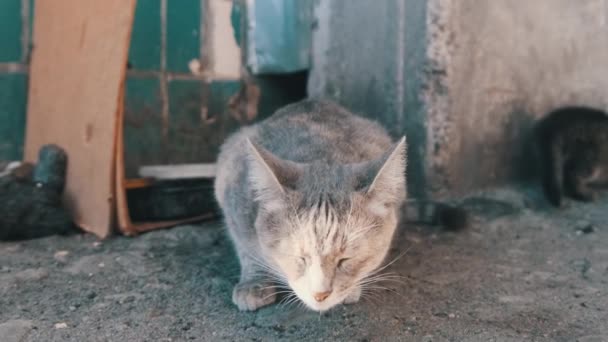 Hajléktalan Szürke Macska Felnőtt Cicákkal az utcán. Vadállatok gondozása. — Stock videók