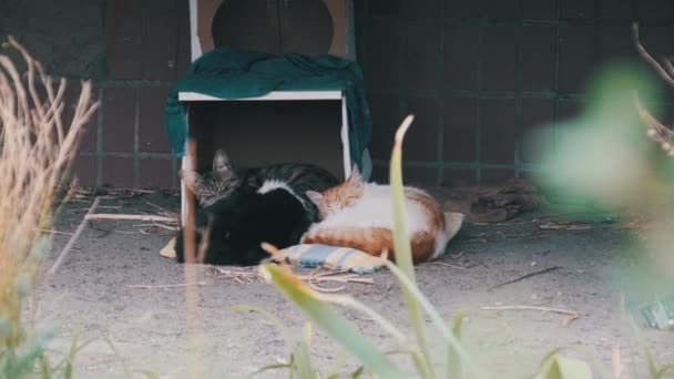 Hajléktalan macskák az utcán fekszenek egy Makeshift karton Booth mellett. Lassú mozgás — Stock videók
