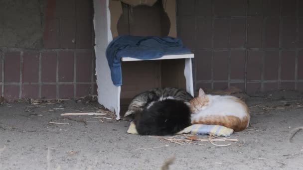 Hjemløse katte ligger på gaden nær en Makeshift pap Booth. Langsom bevægelse – Stock-video