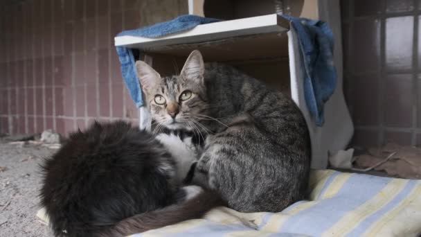 Cats sem-teto fica na rua perto de uma cabine de papelão Makeshift. Movimento lento — Vídeo de Stock