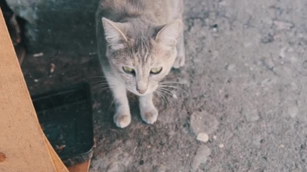 Бездомные серые котята прячутся между плитками жилого дома — стоковое видео
