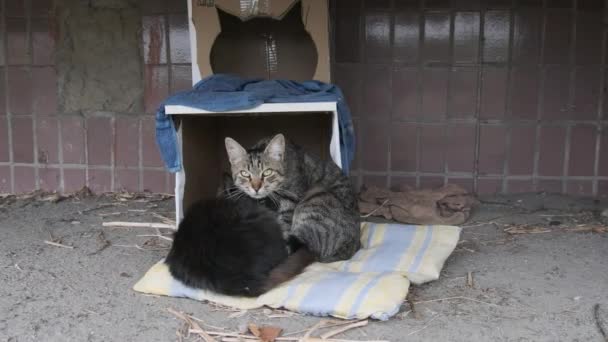 Cats sem-teto fica na rua perto de uma cabine de papelão Makeshift. Movimento lento — Vídeo de Stock