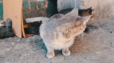 Sokaklarda Yetişkin Kedilerle Evsiz Gri Kedi. Vahşi Hayvanlara Bakım.
