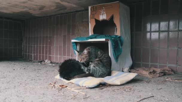 Cats sem-teto fica na rua perto de uma cabine de papelão Makeshift. Movimento lento — Vídeo de Stock