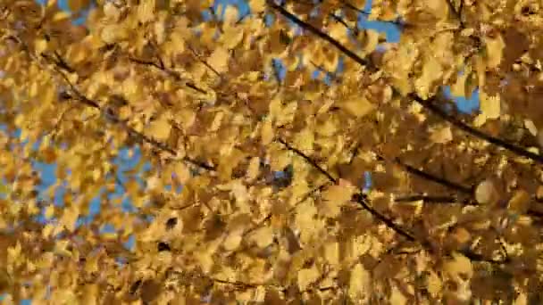 Hojas amarillas en los árboles balancéate en el viento el soleado día de otoño. Otoño de Oro. — Vídeos de Stock
