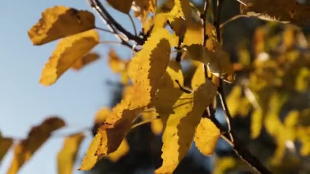 Folhas amarelas nas árvores oscilam ao vento no dia de outono ensolarado. Outono dourado. — Vídeo de Stock
