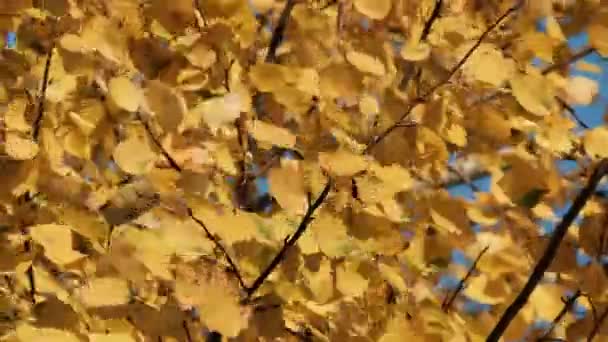 Vídeo vertical: Folhas amarelas nas árvores oscilam no vento no dia ensolarado do outono. — Vídeo de Stock
