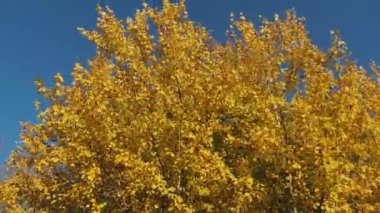 Altın Sonbahar. Ağaçlardaki sarı yapraklar güneşli bir sonbahar gününde rüzgarda sallanıyor.