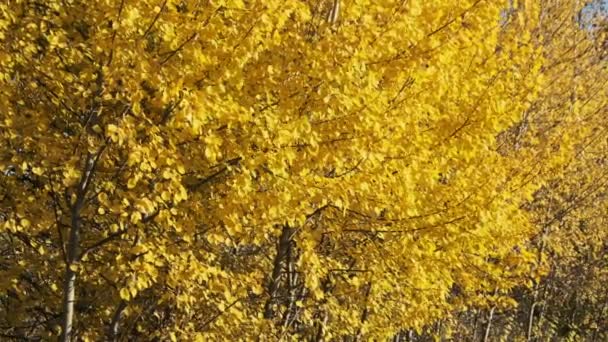 Otoño de Oro. Hojas amarillas en los árboles se balancean en el viento en un día soleado de otoño — Vídeos de Stock