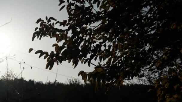 Hojas amarillas de los árboles se balancean en el viento en un soleado día de otoño en el cielo Fondo — Vídeos de Stock