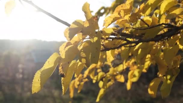 Hojas amarillas en los árboles balancéate en el viento el soleado día de otoño. Otoño de Oro. — Vídeos de Stock