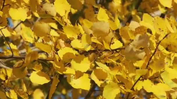 Vídeo vertical: Folhas amarelas nas árvores oscilam no vento no dia ensolarado do outono. — Vídeo de Stock