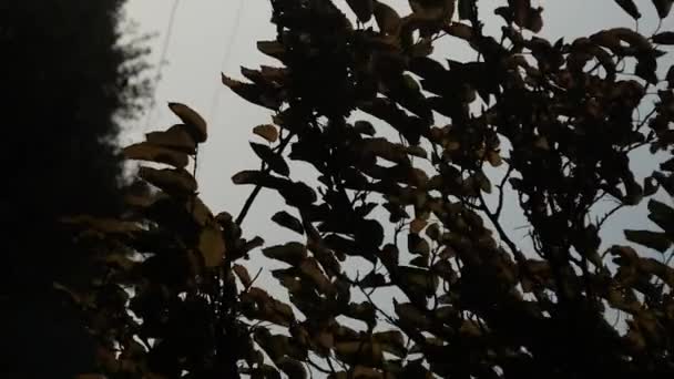 Feuilles jaunes des arbres balancent dans le vent par une journée d'automne ensoleillée au ciel Arrière-plan — Video