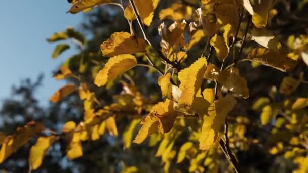 Hojas amarillas en los árboles balancéate en el viento el soleado día de otoño. Otoño de Oro. — Vídeos de Stock