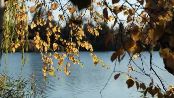 Hojas amarillas en ramas de árboles se balancean en el viento contra el río en Autumn Park — Vídeos de Stock