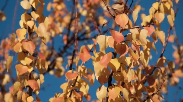 Goldgelbe Blätter an den Bäumen wiegen sich am sonnigen Herbsttag im Wind. Sturz. — Stockvideo