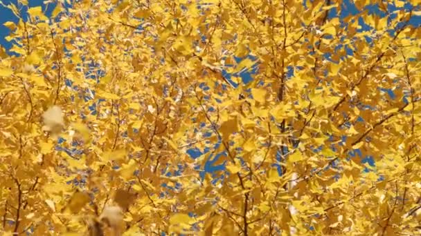 公园树枝上的柳橙秋季叶色.蓝天金秋. — 图库视频影像