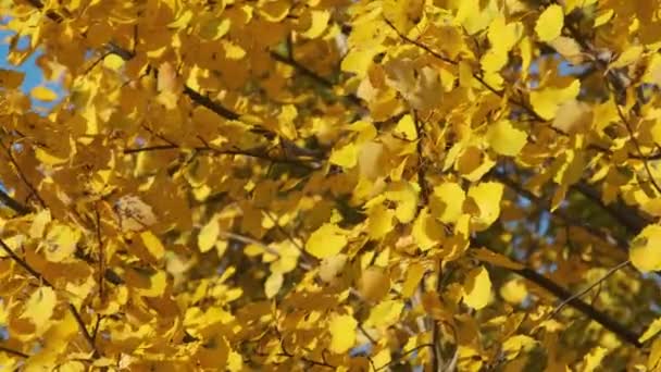 Желтые листья на деревьях раскачиваются на ветру в солнечный осенний день. Золотая осень. — стоковое видео