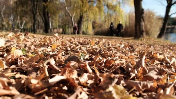 Walk in the Autumn Park by the River. Beautiful landscape. Fallen Yellow Foliage. — Stock Video