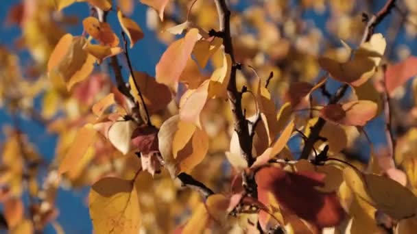 Guldgula blad på träden gungar i vinden på soliga höstdagen. Fall. — Stockvideo