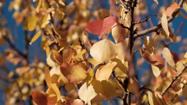 Goldgelbe Blätter an den Bäumen wiegen sich am sonnigen Herbsttag im Wind. Sturz. — Stockvideo
